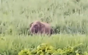 Nghệ An: Voi rừng xuất hiện ở gần khu dân cư