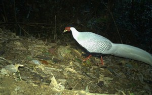 Thay đổi biện pháp ngăn chặn với bị cáo trong "vụ gà lôi" 