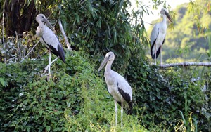 Khám phá xứ sở của các loài chim giữa lòng di sản