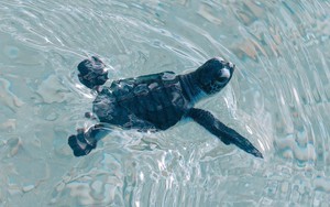 Giới hạn số lượng khách tham gia du lịch trải nghiệm xem rùa biển tại Côn Đảo