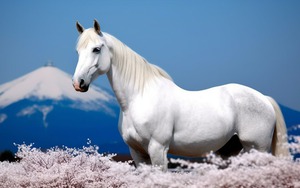 Chữ và nghĩa: Đa dạng khái niệm sắc màu