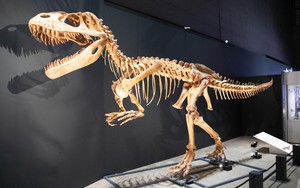 Bảo tàng Khủng long Fukui - Hành trình khám phá thế giới tiền sử tại Nhật Bản