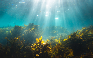 Cuộc đua "Sơn Tinh - Thủy Tinh" thầm lặng nhằm hấp thụ cacbon Trái Đất