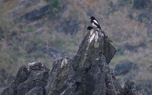 Cuộc sống sau ống kính: Tôi đi tìm một cánh chim…