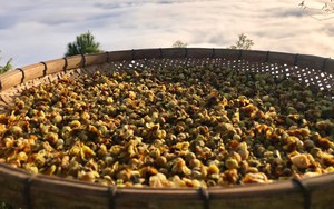 "Dòng chảy" trà Việt Nam đương đại (kỳ 2): Trà Shan Tuyết cổ thụ - huyền thoại giữa đại ngàn