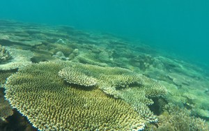 Xây dựng mô hình bán tín chỉ carbon từ rừng, biển Côn Đảo