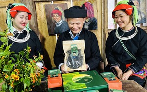 "Báu vật" chè Shan Tuyết chân dãy Tây Côn Lĩnh