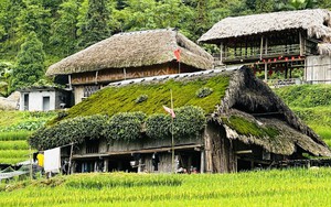 Giữ hồn mái nhà rêu dưới chân Tây Côn Lĩnh (Tuyên Quang)