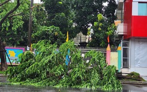 Huế: Nhiều cây xanh, phương tiện đổ ngã do ảnh hưởng cơn bão số 10