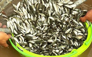 Rộn ràng mùa cá linh non nơi đầu nguồn châu thổ Cửu Long