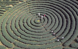 Vẻ đẹp thơ mộng trên những nương chè xanh mướt ở Sơn La