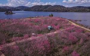 Anh đào nở rộ trên đảo hoa Pá Khoang, Điện Biên