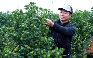 Vựa quất Ninh Bình rộn ràng 'chốt đơn' vụ Tết