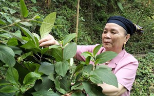 Vị lương y dành cả cuộc đời khôi phục bài thuốc quý của dân tộc Thái