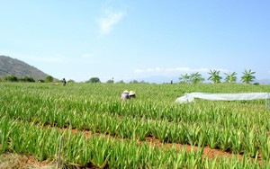 Cây nha đam là gì? Đặc điểm, công dụng và cách sơ chế an toàn