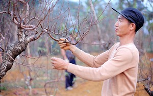 Đào thế cổ Đà Bắc sẵn sàng phục vụ thị trường Tết Nguyên đán 2026