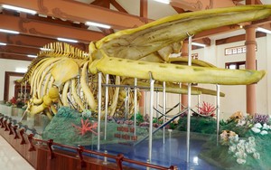 Cần khắc phục phần hư hỏng ở bộ xương Cá Ông Lăng Tân, Lý Sơn