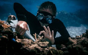 Tái tạo: Xu hướng du lịch mới hướng đến việc khôi phục thiên nhiên