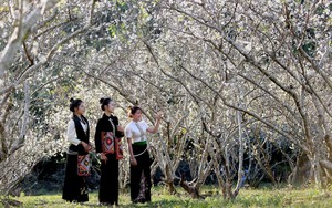 Sơn La mùa hoa mận nở