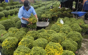 Vĩnh Long: Cúc mâm xôi tăng giá, hút hàng