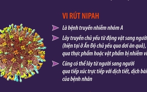 Thông tin về dịch bệnh do vi rút Nipah và khuyến cáo phòng chống tại Việt Nam