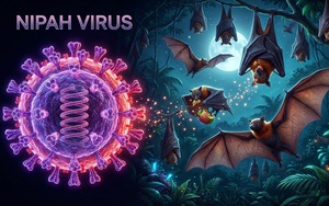Vi rút Nipah: Hiểm họa tiềm ẩn với tỷ lệ tử vong 75% và khuyến cáo khẩn từ Bộ Y tế