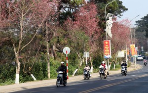 Ra mắt không gian thưởng lãm hoa mai anh đào trên trục di sản của Đà Lạt