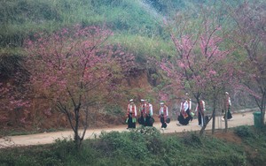 Mùa hoa anh đào xóm Mừng - điểm hẹn du lịch gắn với bảo tồn văn hóa Mường