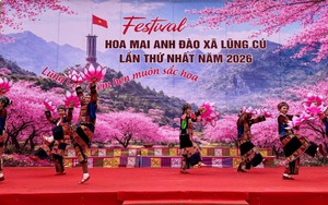 Khai hội hoa Mai Anh Đào Lũng Cú