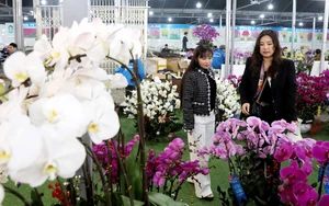 Các làng hoa, cây cảnh vào giai đoạn nước rút cho vụ Tết