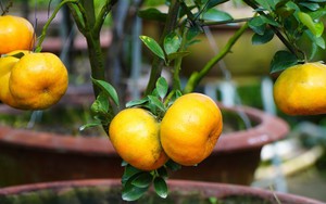 Quýt hồng lên chậu ở Đồng Tháp sẵn sàng phục vụ thị trường Tết 2026