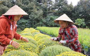 Thị trường hoa, cây cảnh Tết khởi động sớm, sức mua dè dặt