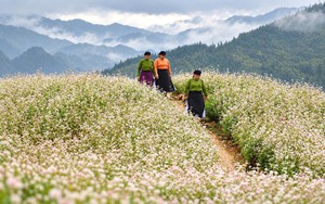 Lũng Cú thu hút du khách với những triền hoa tam giác mạch đang đua nở