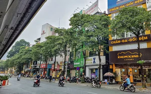 Hà Nội: Các biện pháp nhằm điều chỉnh mật độ cây hoa sữa