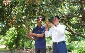 Nghị quyết 57-NQ/TW: Chuyển đổi xanh và số nâng tầm thương hiệu nhãn Châu Thành