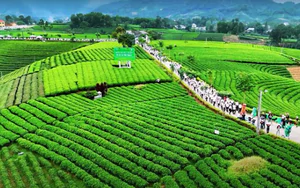 Mở thêm nhiều tour du lịch trải nghiệm văn hóa trà Thái Nguyên