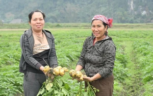  Vùng lũ Làng Chút thay áo mới, đón Xuân sang