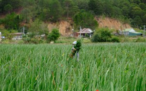 Làng hoa lay ơn lớn nhất Lâm Đồng bội thu vụ Tết