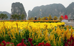 Quảng Ninh lần đầu tổ chức Đại lộ hoa và công nghệ ánh sáng bên vịnh kỳ quan Hạ Long