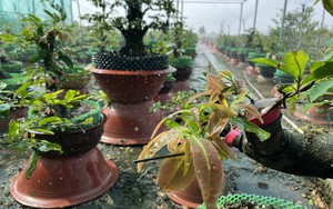 Vì một miền quê đáng sống: Sắc xuân Tân Tây - Khai thác đa giá trị từ cây Mai vàng