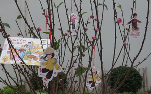 Ngắm hoa Tết - Gửi gắm ước vọng đầu Xuân