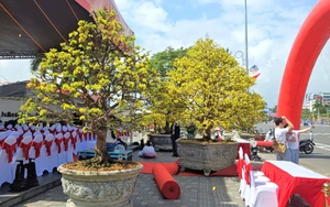 Lễ hội Mai vàng lần thứ nhất năm 2026