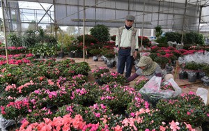 Làng Hoa lớn nhất Hưng Yên rực rỡ chào đón Tết
