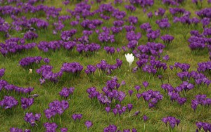 Hoa xuân nở rộ trong khoảnh khắc giao mùa tại London