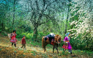 Ngựa thồ và câu chuyện giữ bản sắc văn hóa vùng cao