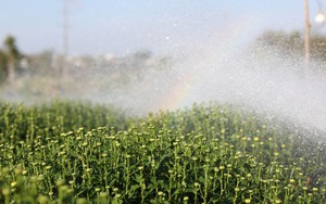 Thời tiết dịp nghỉ Tết Nguyên Bính Ngọ thuận lợi cho việc du Xuân