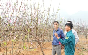 Nhộn nhịp làng hoa đào phai Ninh Bình ngày Tết