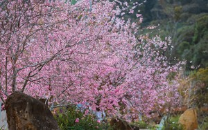 Mai Anh Đào nở rộ tại Măng Đen