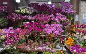 Thú chơi hoa lan ngày Tết của người dân Hong Kong (Trung Quốc)