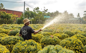 Vì một miền quê đáng sống: Giữ hồn Xuân làng hoa Cái Mơn